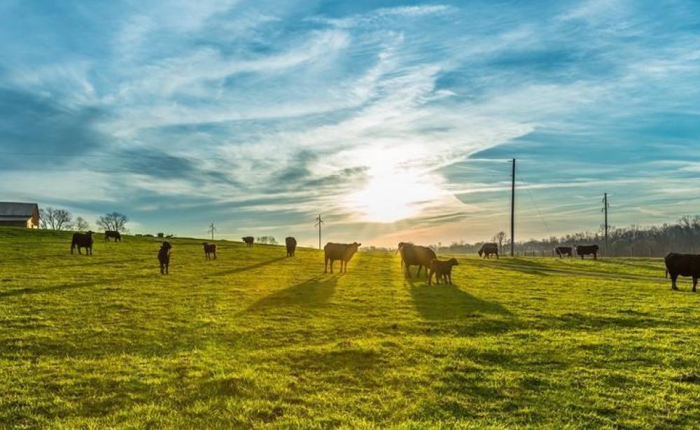 Bail à ferme